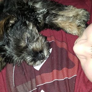 Meet your Posher, Riley